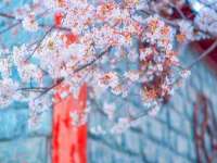 九台区九台龙喜网络技术服务中心