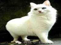 九台区九台龙喜网络技术服务中心