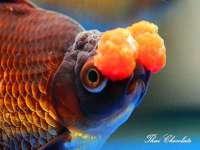 九台区九台龙喜网络技术服务中心